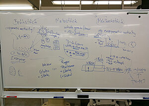 Auf einem Whiteboard sind Prozesse aufgezeichnet, die im Brüh-, Malz- und Mehlkochstück während der Reife ablaufen.