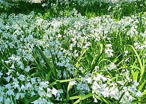 Ein Meer aus weißen Blüten des Glöckchen-Lauches, im Hintergrund Bäume und ein steinernes Haus.