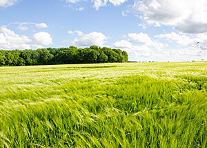 Blick auf ein hellgrünes Gerstenfeld und den blauen Himmel mit kleinen Wolken im Hintergrund.