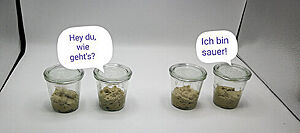 Vor weißem Hintergrund stehen vier Gläser mit Sauerteig. Einer sagt mittels einer Sprechblase zum anderen: "Hey du, wie geht's?". Der andere antwortet: "Ich bin sauer!"