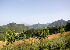 Ein Blick in die weite Landschaft: im Vordergrund kleine Obstbäume, dann ein goldenes Emmer-Feld und dahinter bis zum Horizont grün bewaldete Hügel.