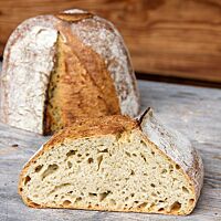 Im Anschnitt zeigt das Sauerteigbrot aus Laufener Landweizen seine lockere, elastische Krume.