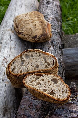 Im Anschnitt kommt die wilde, grobe Porung und die elastische Krume zum Vorschein.&nbsp;Das Brot im Anschnitt und im ganzen Laib auf rustikalen Holzbalken vor saftigem Grün.