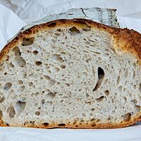Das Nußdorfer Landbrot aus dem ersten Backversuch zeigt im Anschnitt die mittelporige Krume umgeben von der seitlich wild aufgerissenen Kruste.
