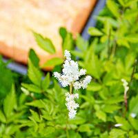 Der Zuckerkuchen liegt goldgelb ausgebacken auf einem Blech. Im Vordergrund ist die weiße Blüte einer Astilbe zu sehen.