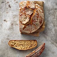 Das Kartoffelbrot hat eine mittelporige, helle Krume und eine kräftig ausgebackene, rustikal aufgerissene Kruste.